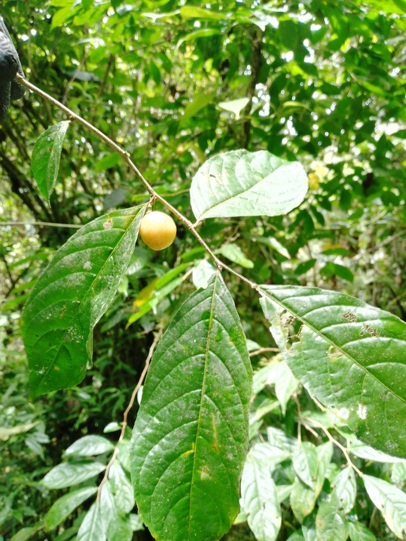 Casearia quinduensis photo 2