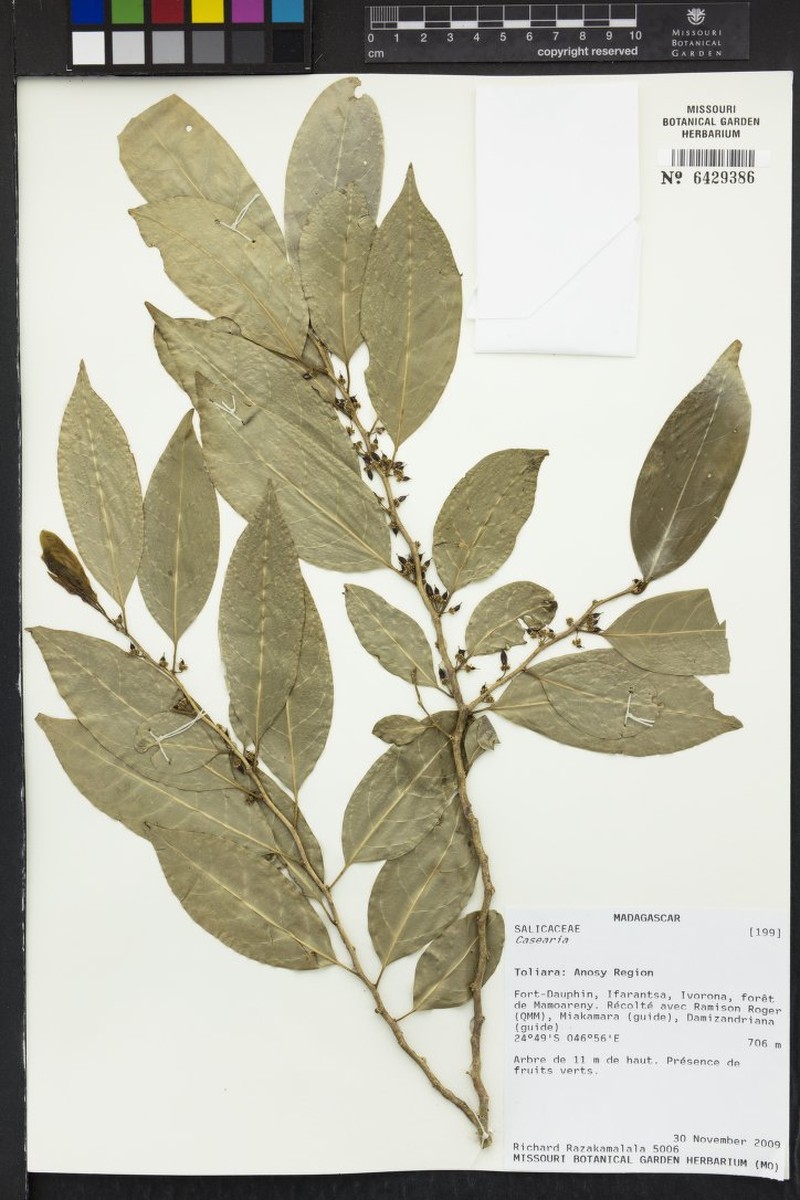 Casearia razakamalalae