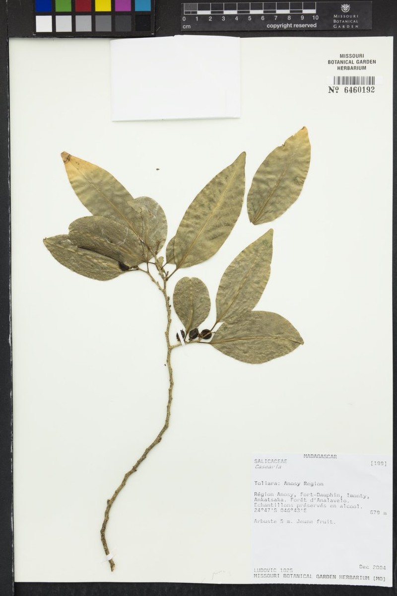 Casearia razakamalalae photo 2