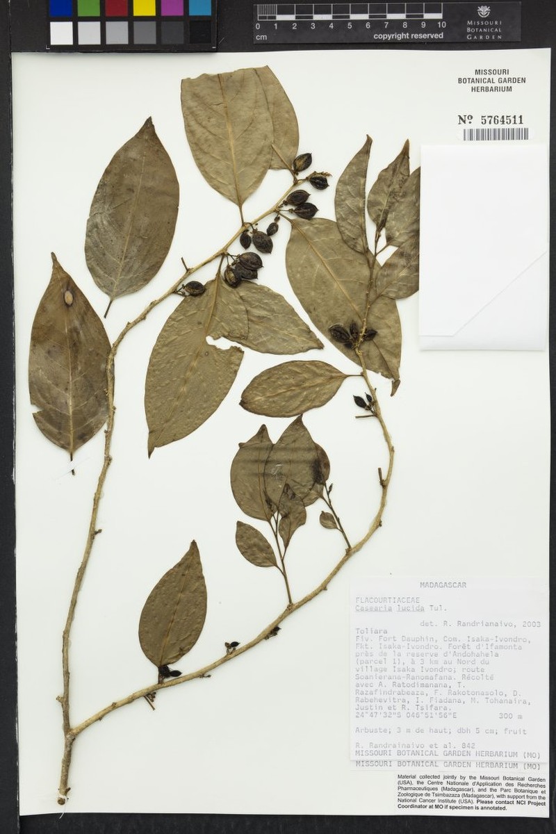Casearia razakamalalae photo 3