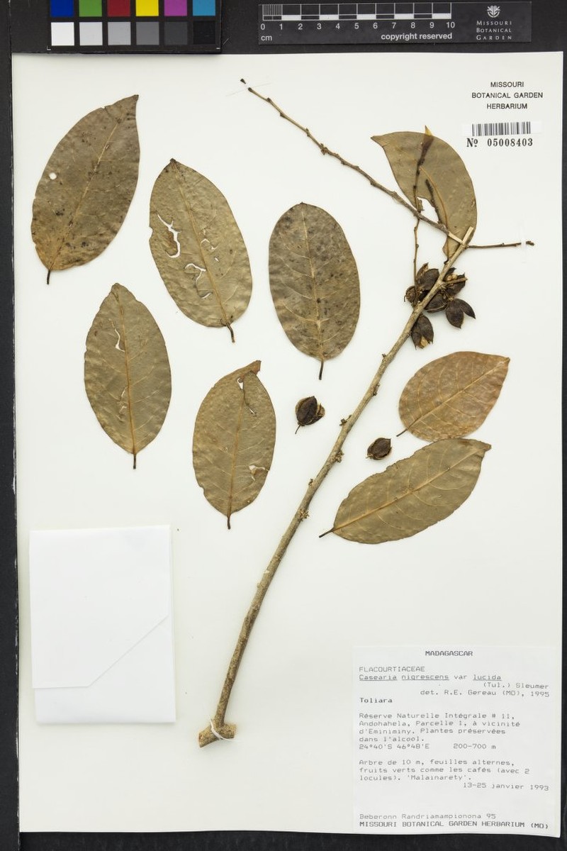 Casearia razakamalalae photo 4