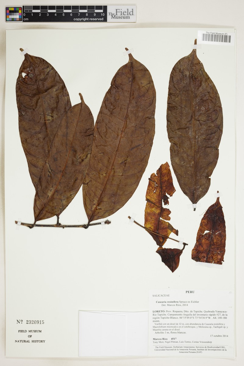 Casearia resinifera