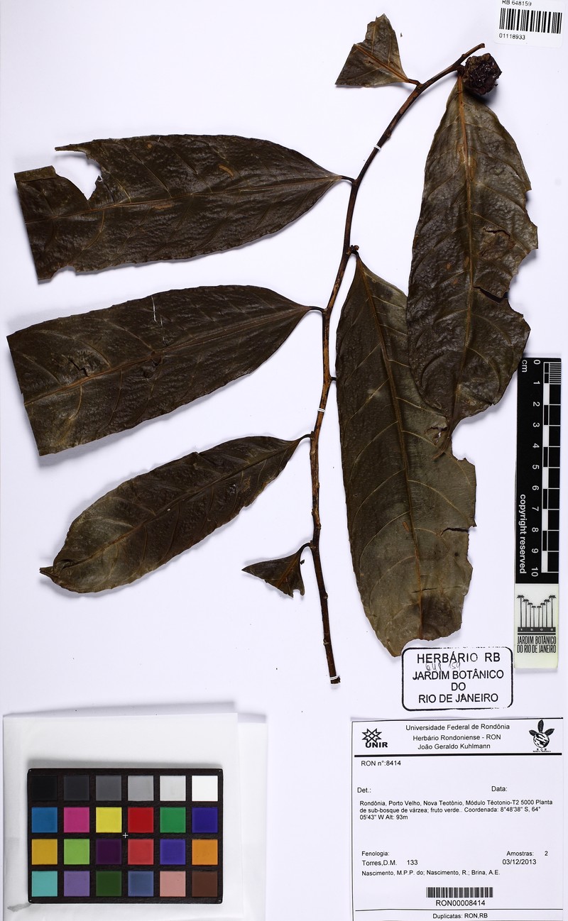 Casearia resinifera photo 2