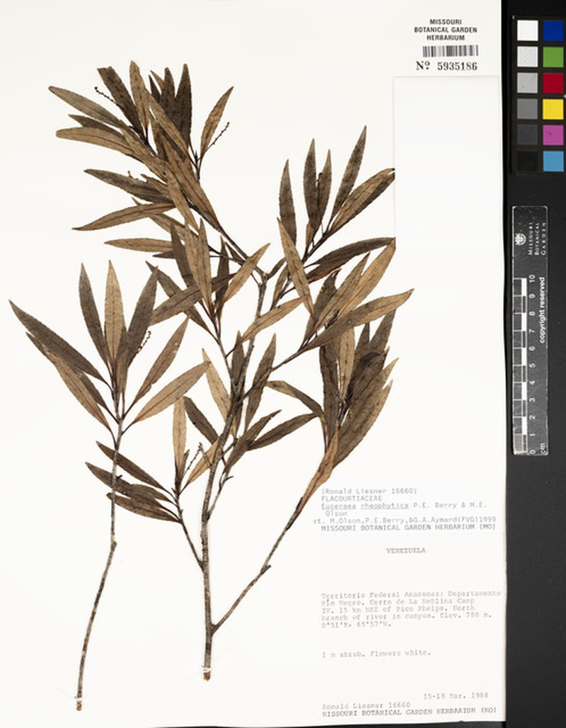 Casearia rheophytica