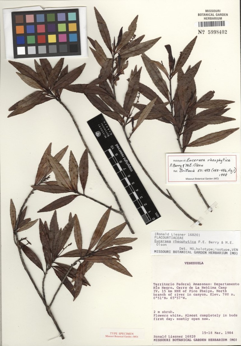 Casearia rheophytica photo 2