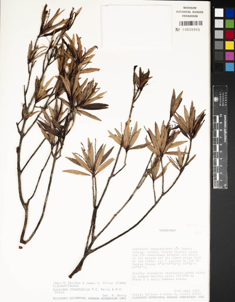Casearia rheophytica photo 3