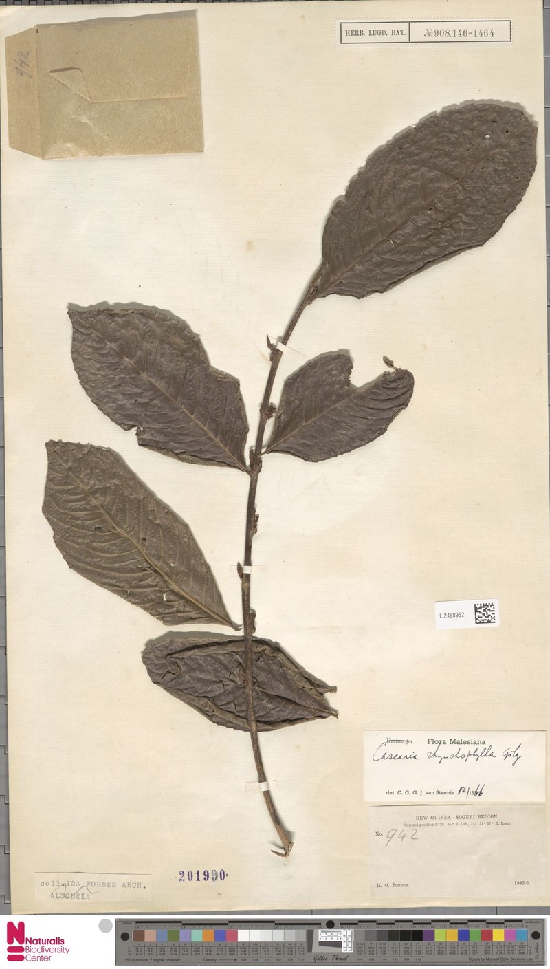 Casearia rhynchophylla photo 2