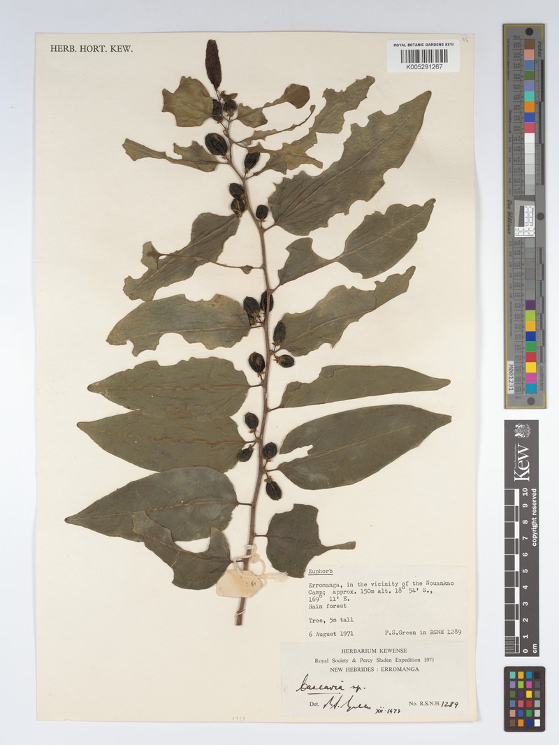 Casearia richii