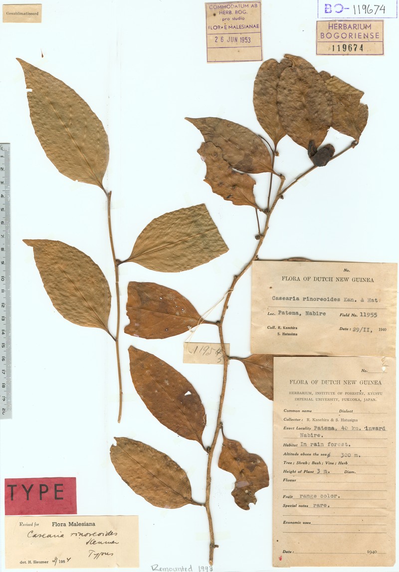 Casearia rinorcoides