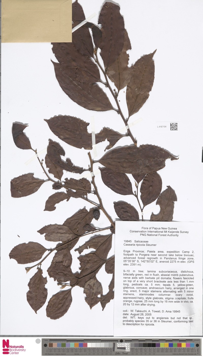Casearia ripicola photo 2