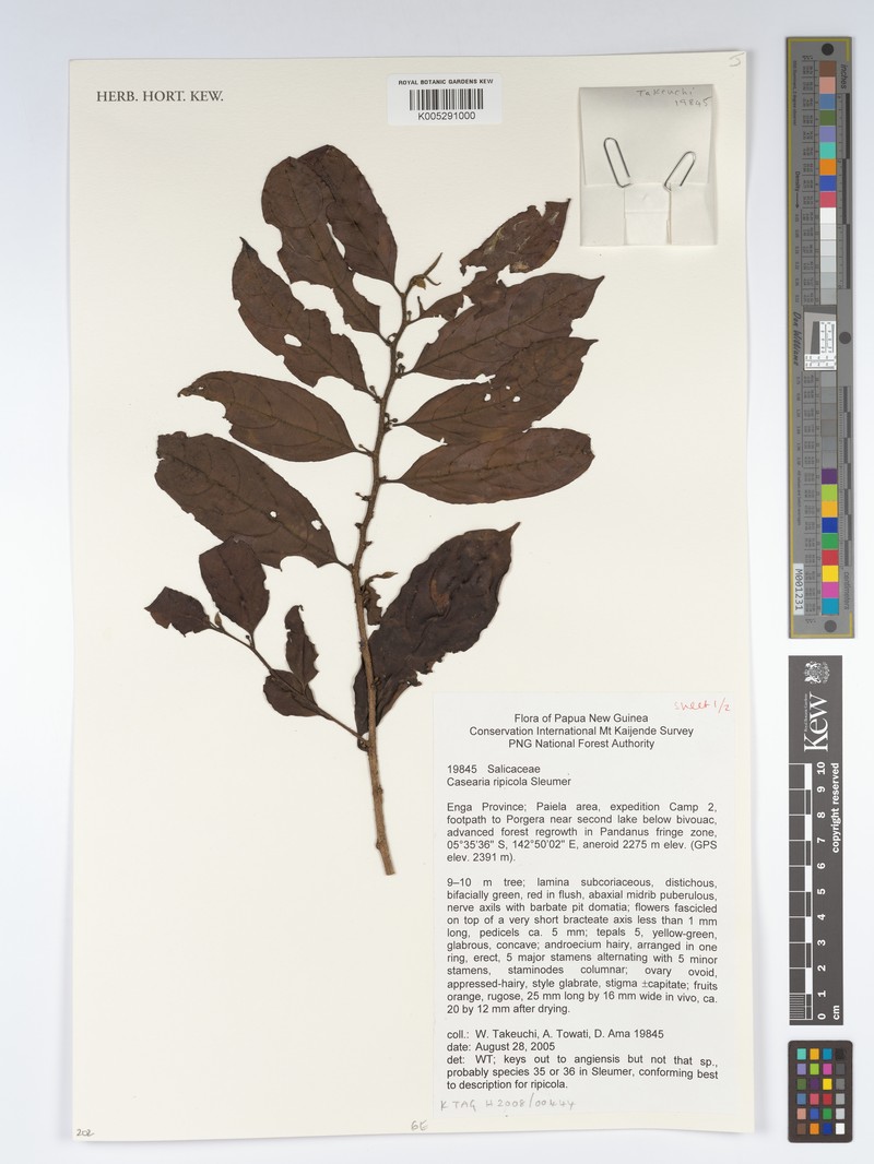 Casearia ripicola photo 3