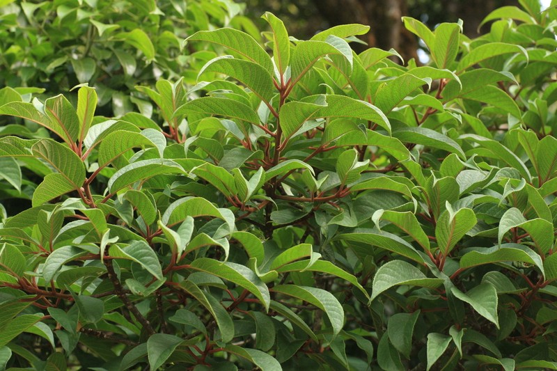 Casearia rubescens