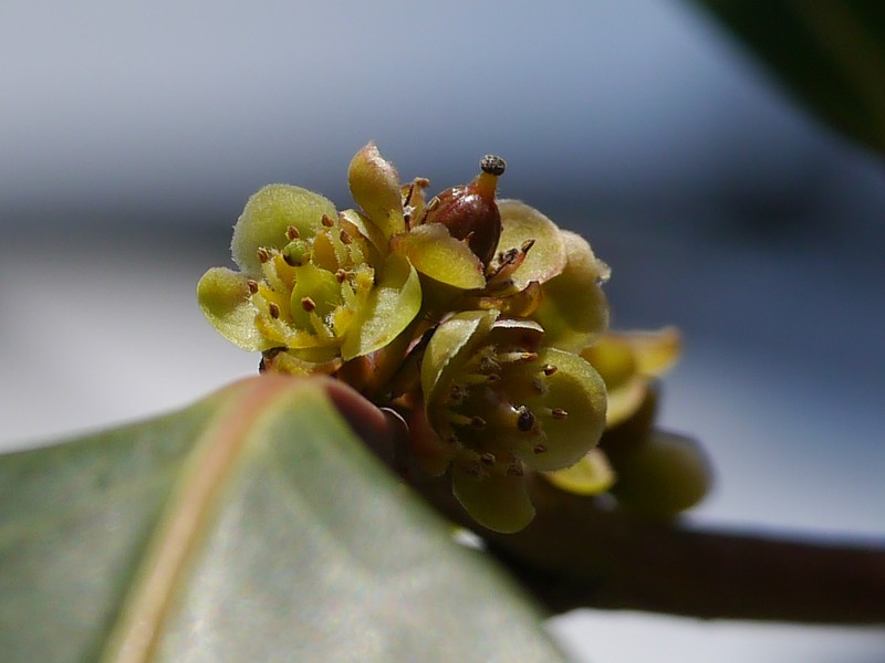 Casearia rubescens photo 2