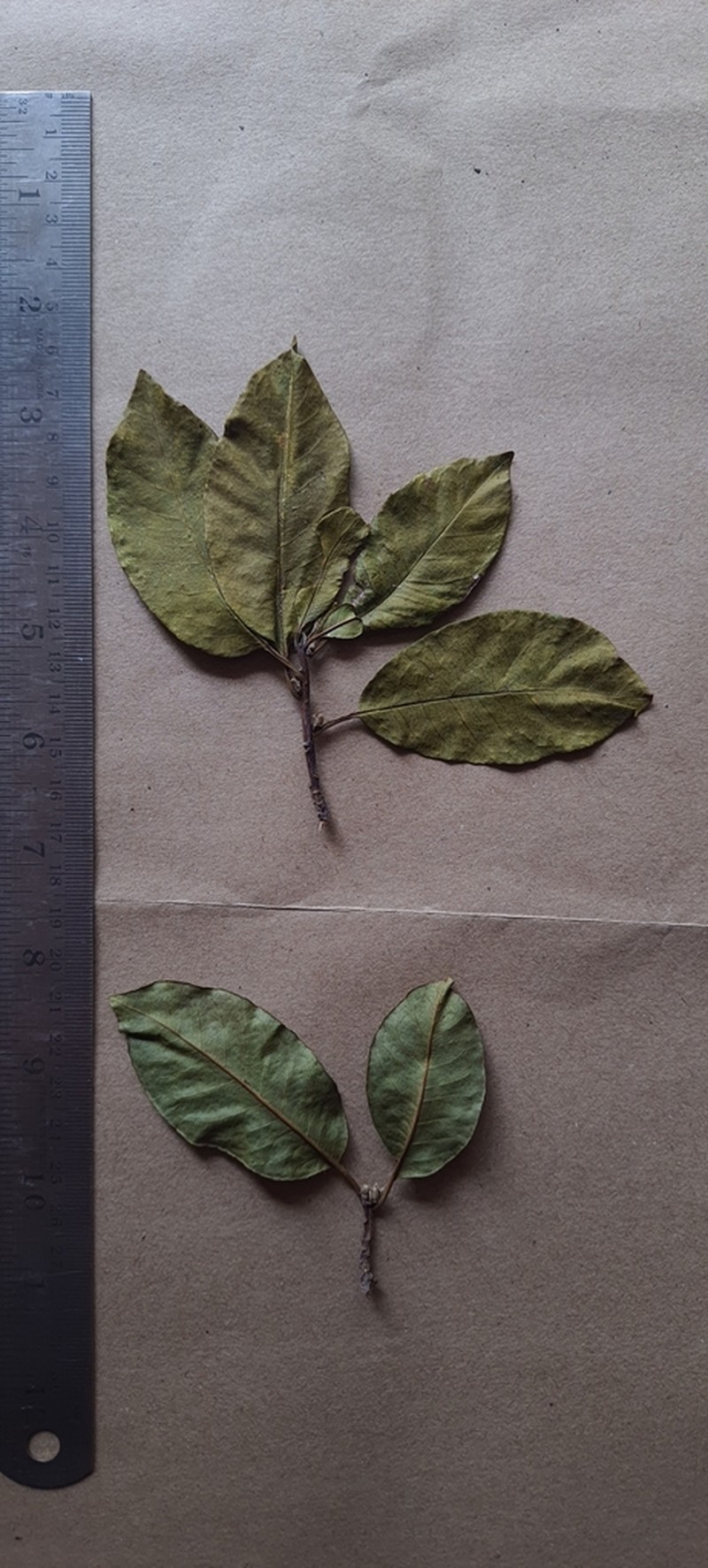 Casearia rubescens photo 3