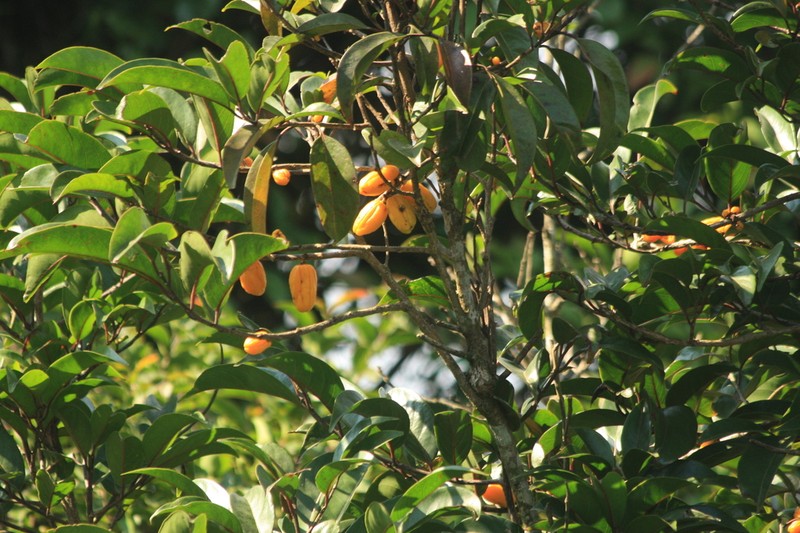 Casearia rubescens photo 4