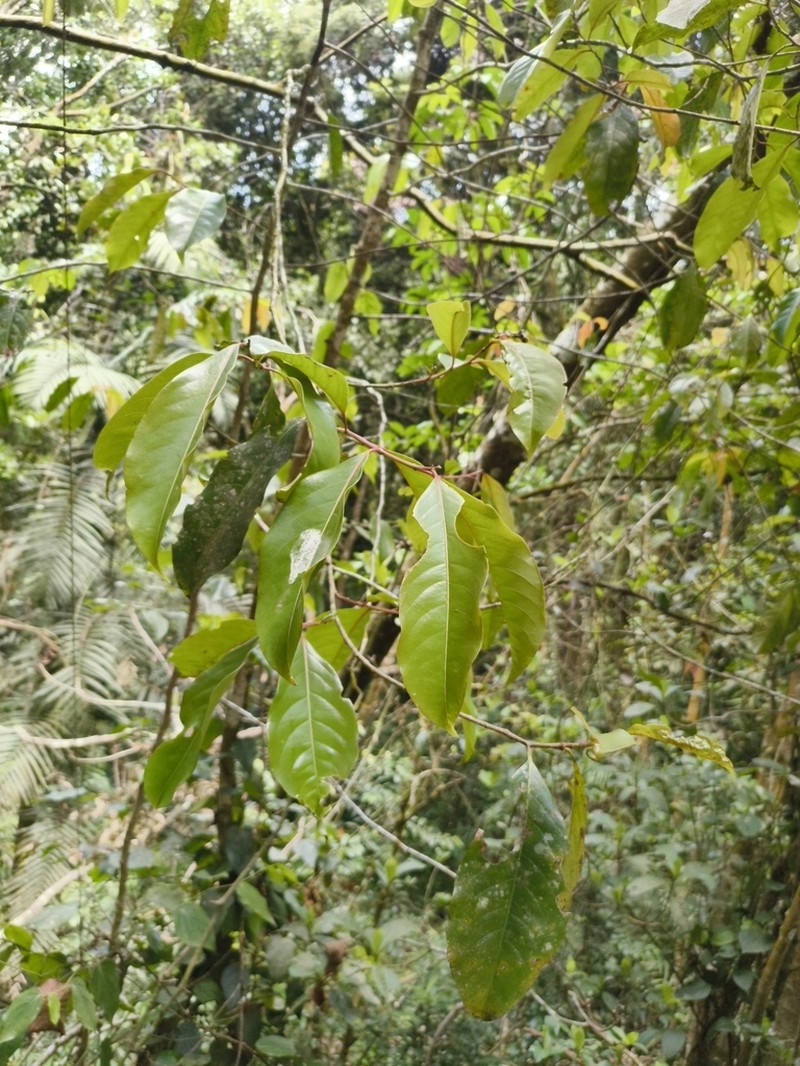 Casearia rubescens photo 5