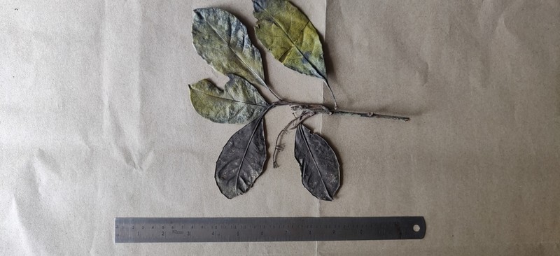 Casearia rubescens photo 8