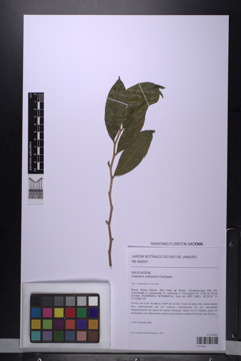 Casearia rufescens