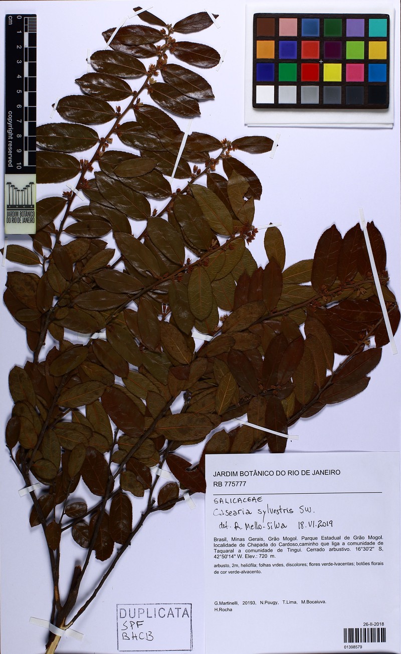 Casearia rufescens photo 2