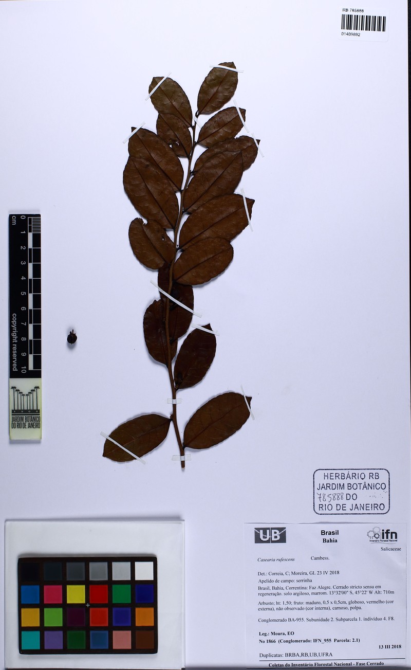 Casearia rufescens photo 3