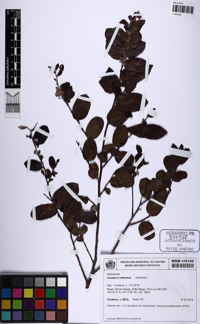 Casearia rufescens photo 4