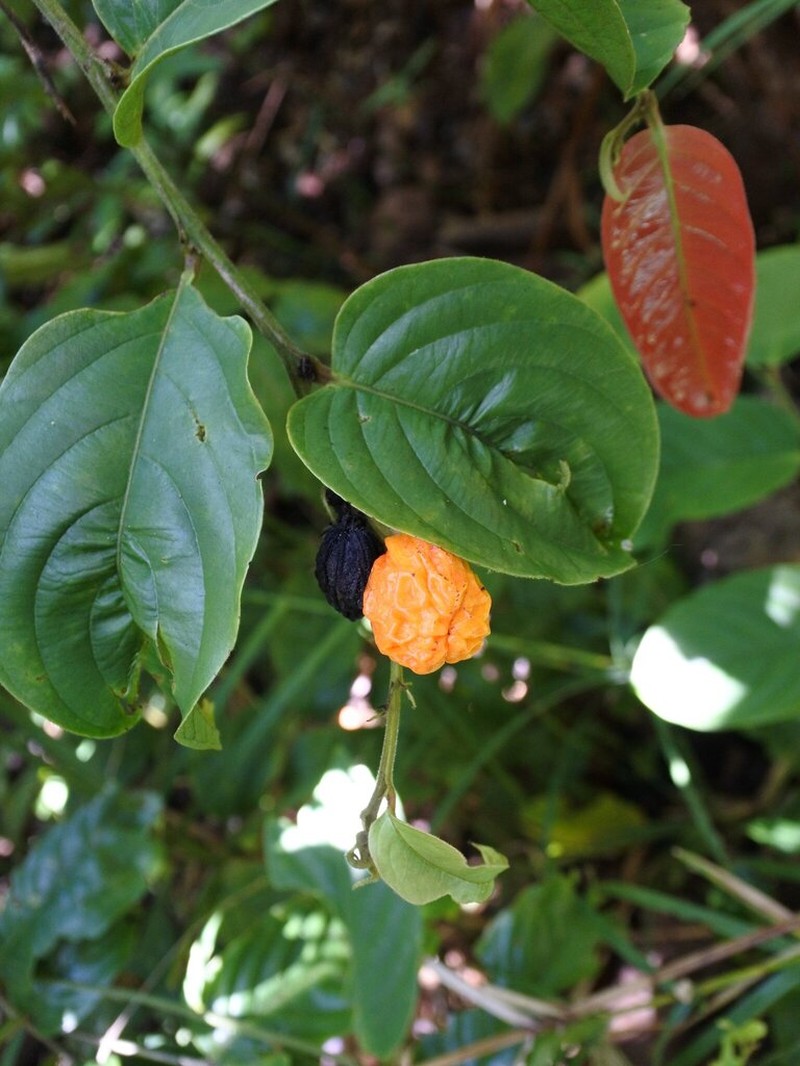 Casearia rugulosa