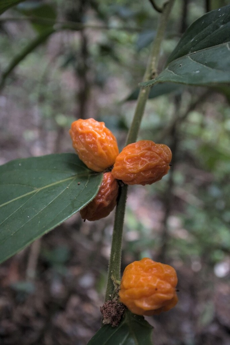 Casearia rugulosa photo 2