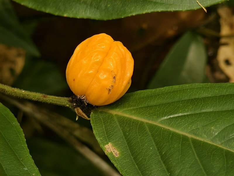 Casearia rugulosa photo 5