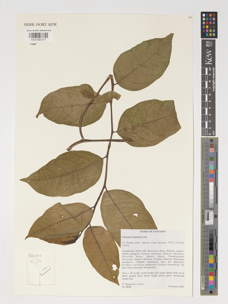 Casearia runssorica