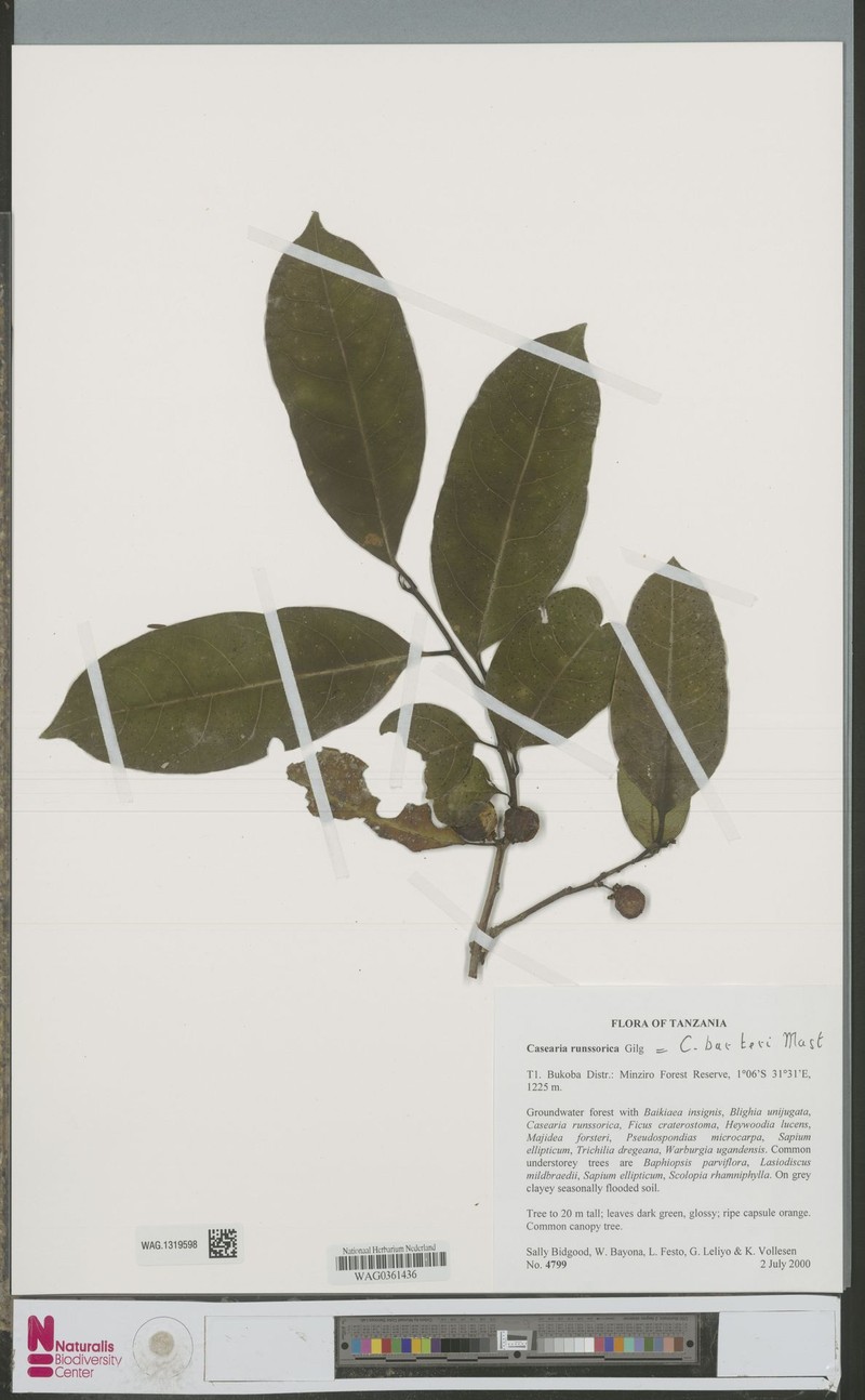 Casearia runssorica photo 2
