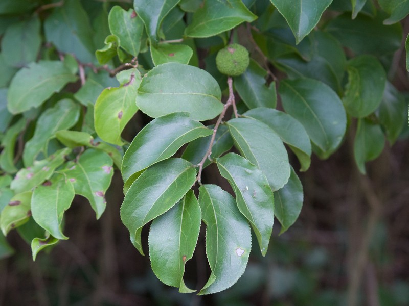 Casearia rupestris photo 2