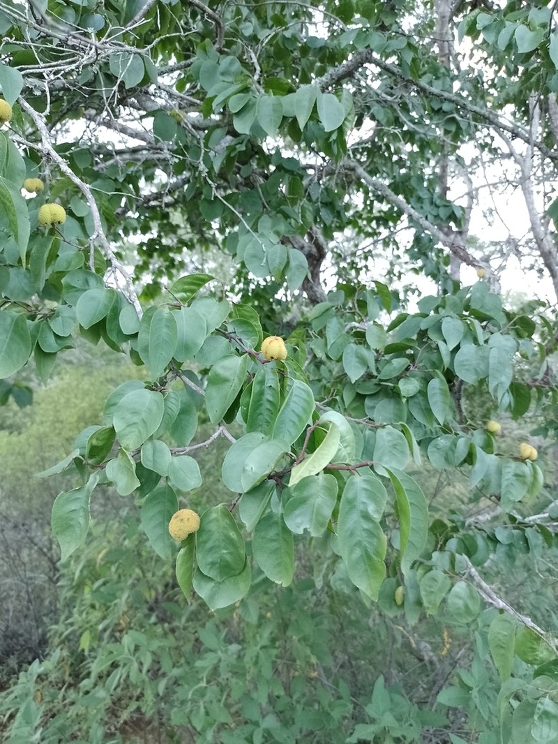 Casearia rupestris photo 3
