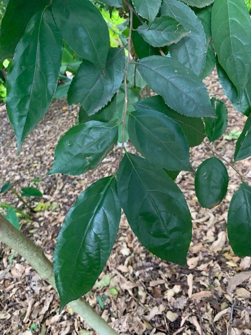 Casearia rupestris photo 5