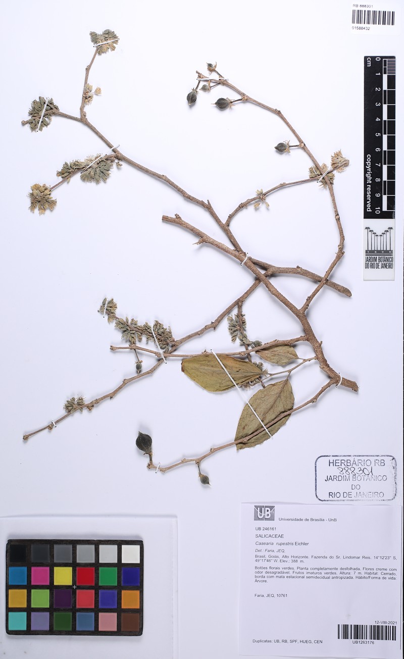 Casearia rupestris photo 6