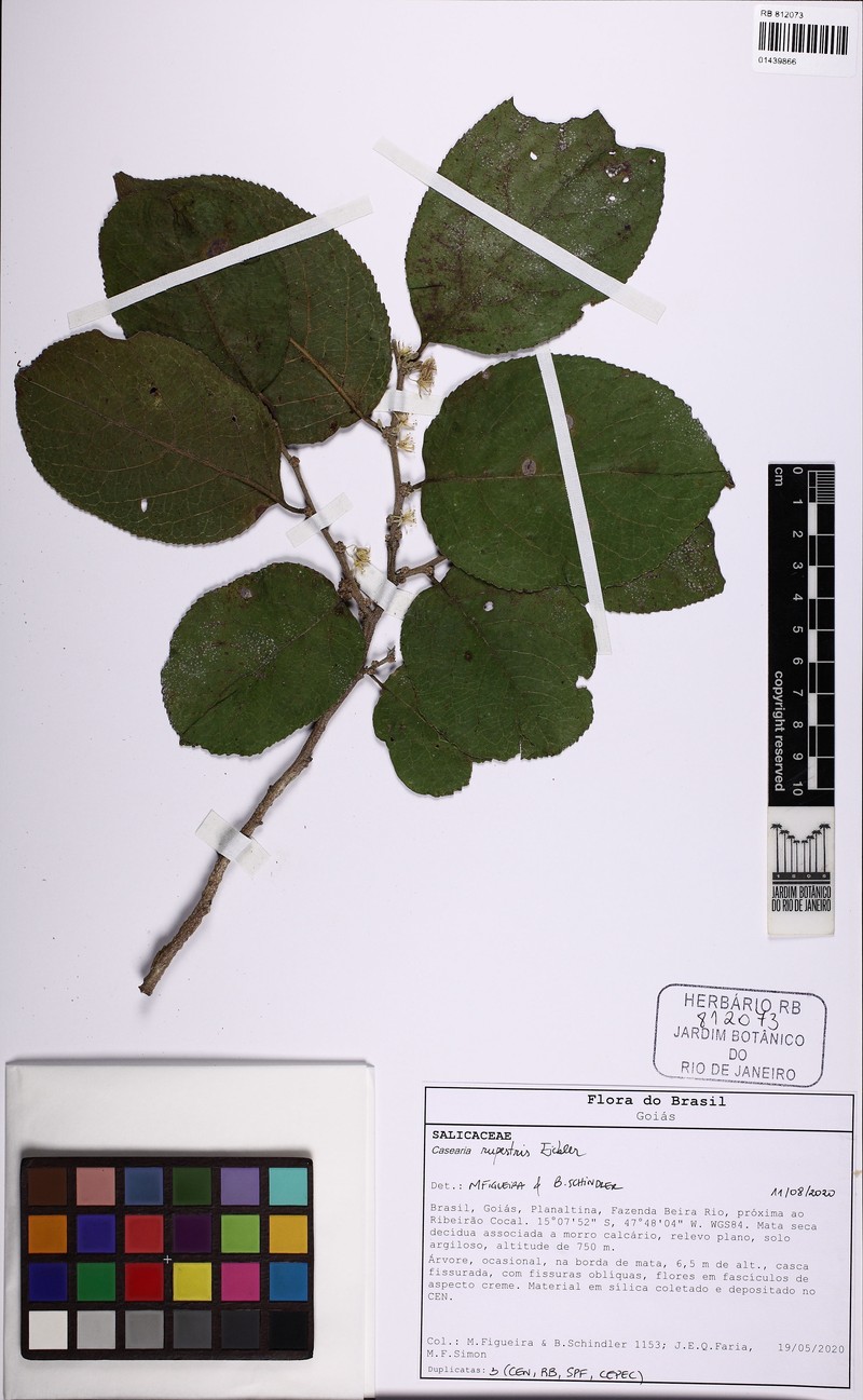 Casearia rupestris photo 7