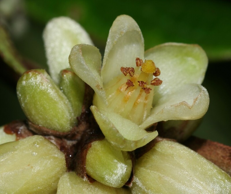 Casearia rusbyana