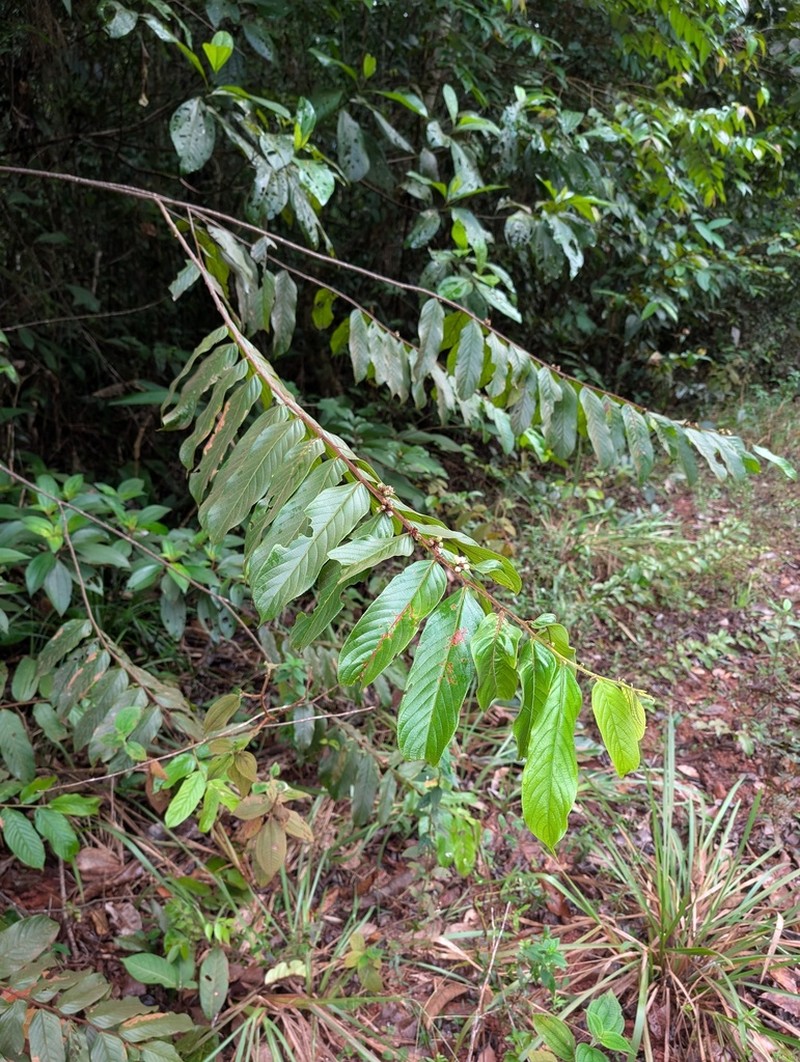 Casearia rusbyana photo 2