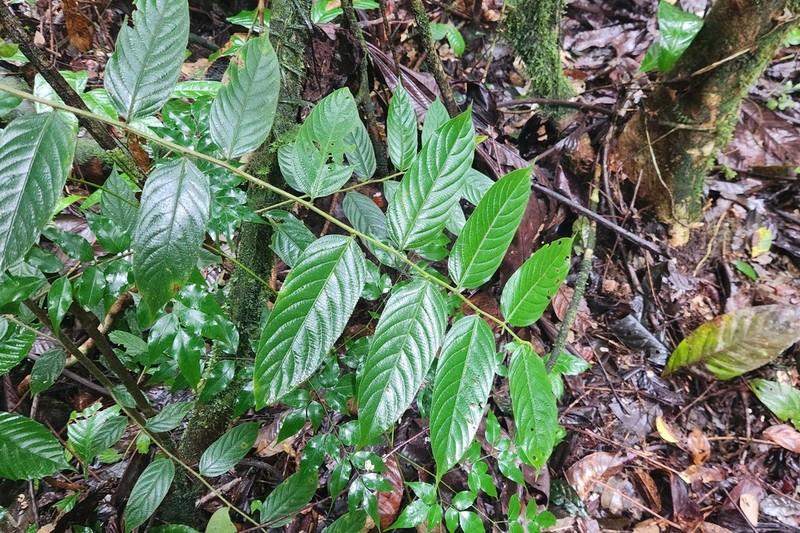 Casearia rusbyana photo 3
