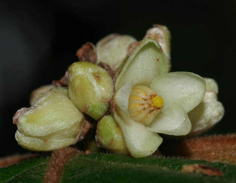 Casearia rusbyana photo 4