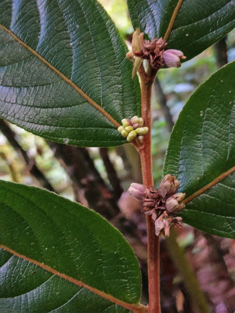 Casearia rusbyana photo 5