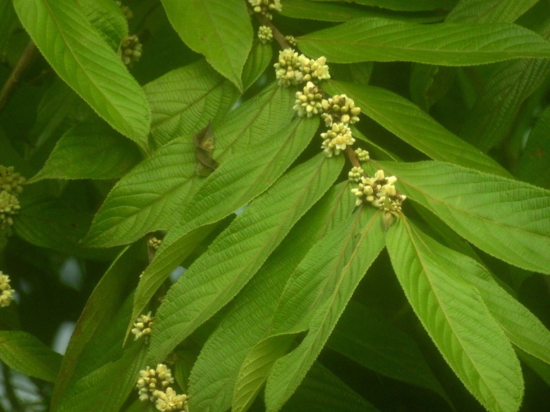 Casearia rusbyana photo 6