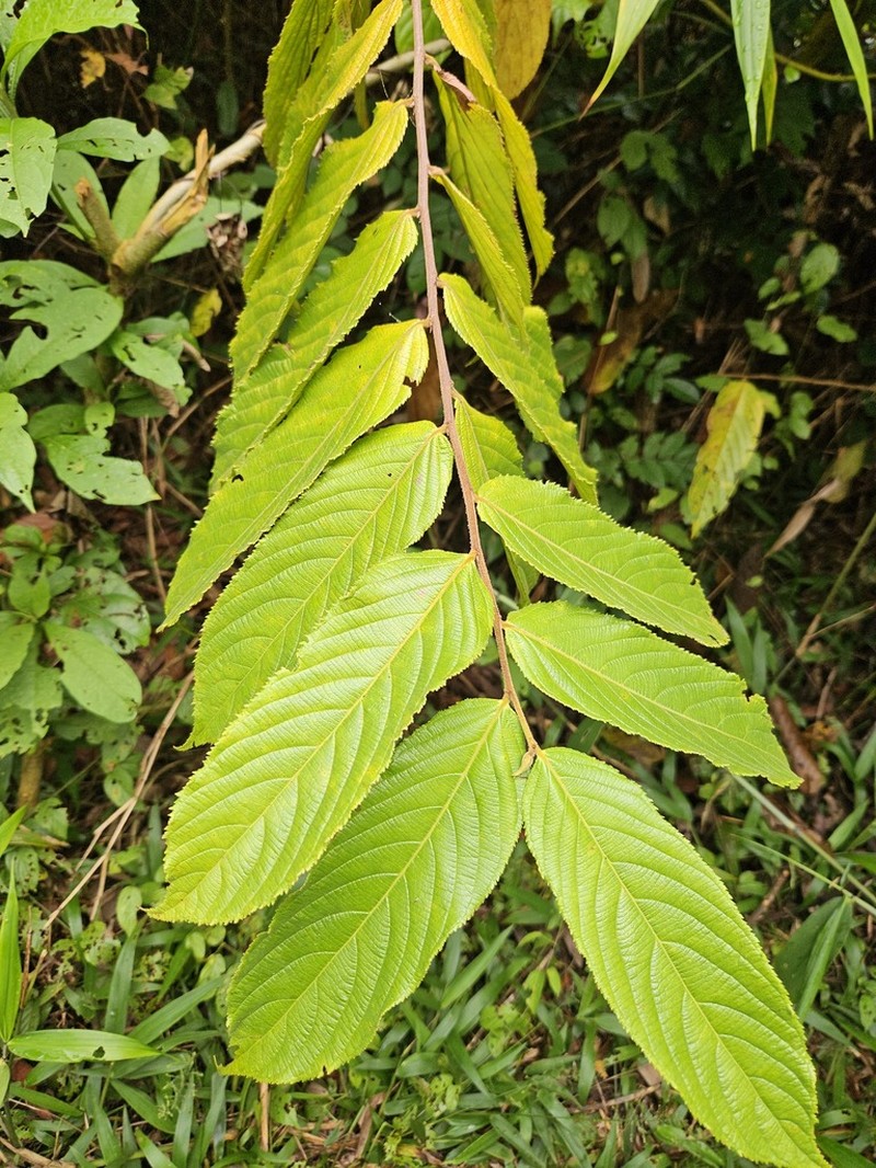 Casearia rusbyana photo 7