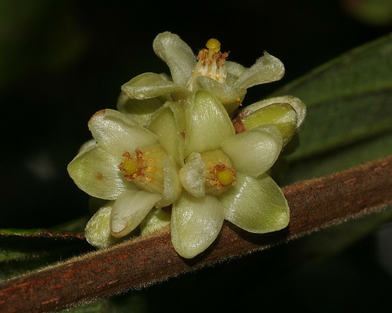 Casearia rusbyana photo 8