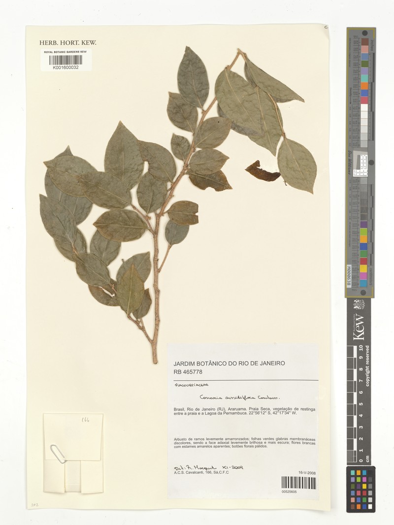 Casearia sessiliflora