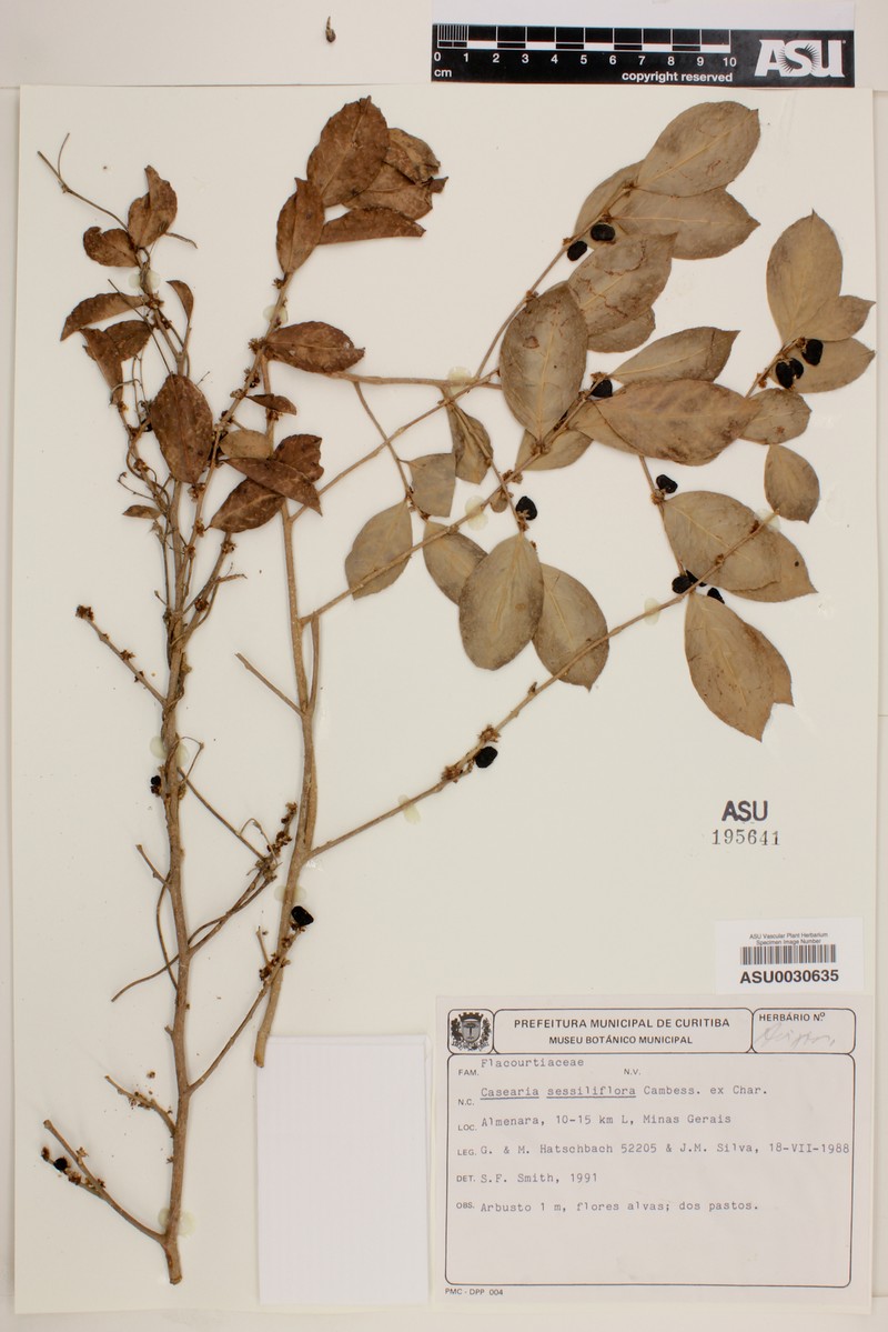 Casearia sessiliflora photo 2