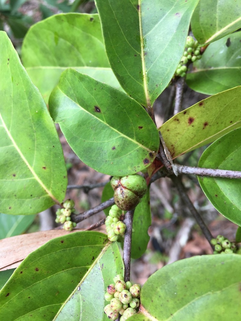 Casearia silvana