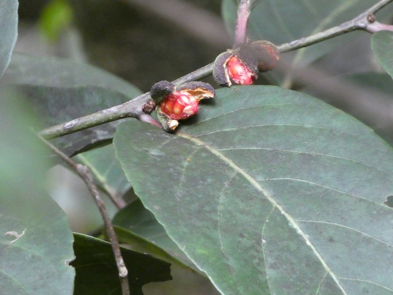 Casearia silvana photo 6