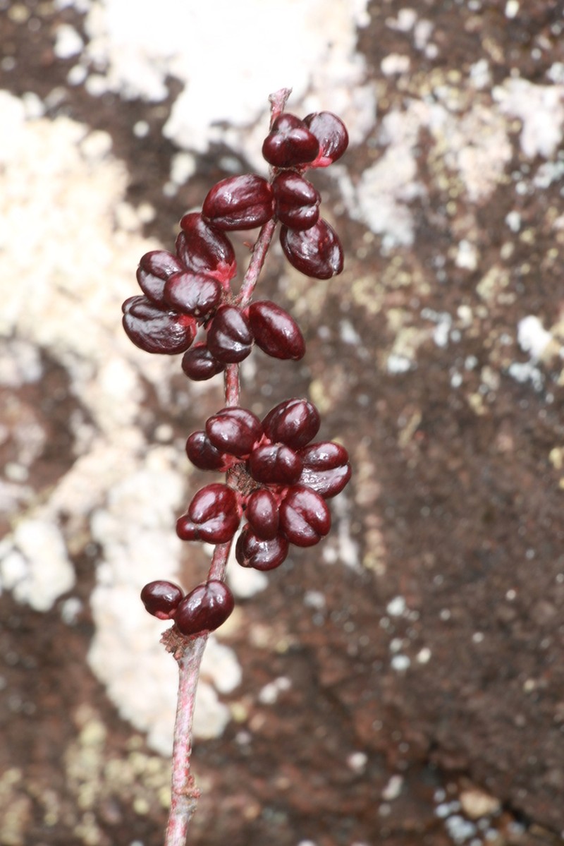 Casearia silvana photo 8
