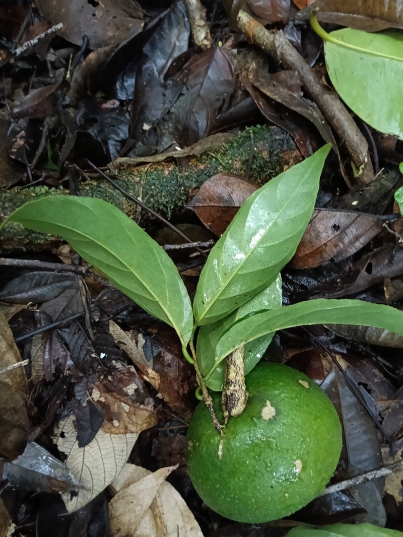 Casearia singularis photo 2