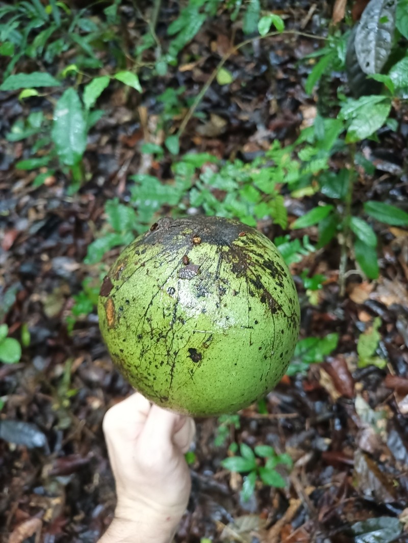 Casearia singularis photo 3